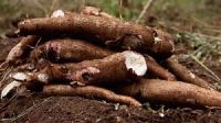 Cassava