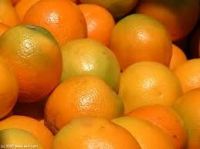 high quality  fresh orange