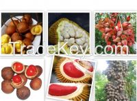  Tropical fruit seeds for sale (Borneo fruit seeds for sale) - From Indonesia