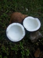 mature coconut