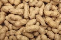 Groundnut Kernels