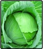 https://fr.tradekey.com/product_view/Cabbage-6576901.html