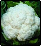 https://ar.tradekey.com/product_view/Cauliflower-6576897.html