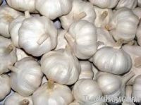 Fresh Garlic