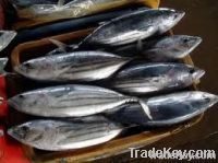 Frozen Skipjack Tuna