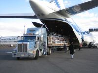Logistic Service (Air Freight) 