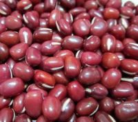SmallRed beans 