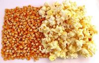 corn popcorn