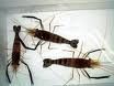 alive or frozen freshwater prawn (m.rosenbergii s.p)