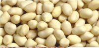 https://www.tradekey.com/product_view/Blanched-Peanut-Kernels-6393227.html