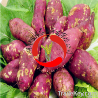 https://www.tradekey.com/product_view/2014-Chinese-New-products-Sweet-Potato-6386436.html