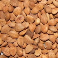 Organic Apricot Kernels