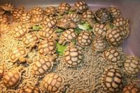 Sulcata Tortoises