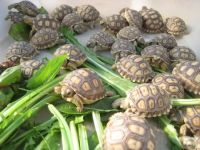 Tortoises and Turtles