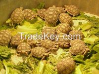 Tortoises and Turtles in Stock