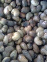 In shell cashew nut