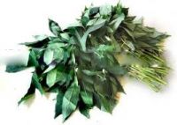 Fresh tapioca leaf