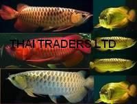 Magnificent Healthy Super Red Arowana Fishes For