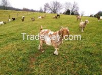 100% Full Blood Boer Goats, live Sheep, Cattle, and Lambs ready for export