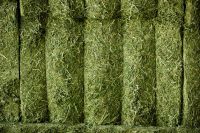 Premium Alfalfa Hay bales available year round