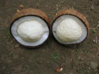 https://fr.tradekey.com/product_view/Bottled-Coconut-Milk-With-Pulp-6549283.html