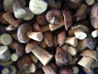 https://es.tradekey.com/product_view/Boletus-Edulis-6512655.html