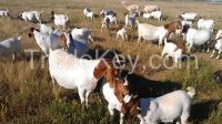 100% Full Blood Boer Goats, Live Sheep, Cattle, Lambs Ready