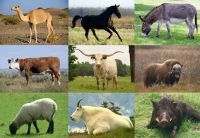 Livestock animals 