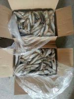 frozen sardine samller size for canning