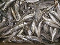 Frozen horse mackerel