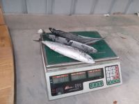 white belly mackerel