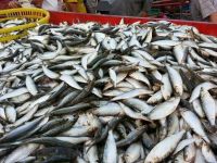 frozen sardine samller size for cannery