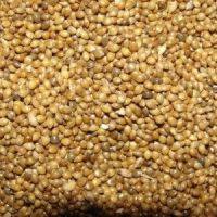Millet