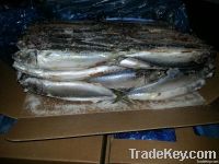 High quality frozen whole round mackerel