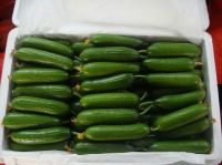 fresh cucumber