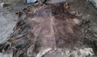 WET AND DRY SALTED CATTLE HIDES