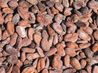 High Grade Dried Raw Cocoa Beans for Sale 