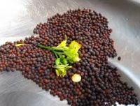 Black Mustard Seeds For Sale 