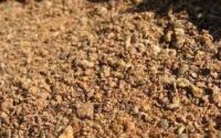 Buy Cotton Seed Meal HIGH QUALITY 
