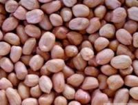Best Price Top quality HPS GroundNut (Peanuts)for sale