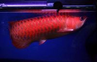 Top Quality Arowana Fishes For Affoderable Prices