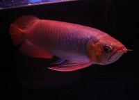 Asian red Arowana Fish for sale