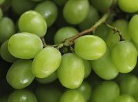 fresh grapes