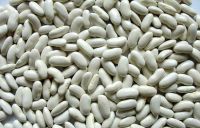 Sugar Beans | Kidney Beans | Mung Beans For Sale