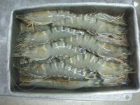 Black Tiger Shrimp