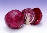 https://www.tradekey.com/product_view/Fresh-Purple-Cabbage-6436100.html