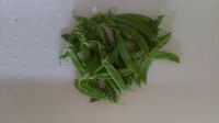 Fresh snow peas