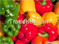 https://jp.tradekey.com/product_view/Capsicum-7516287.html