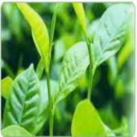 Tea polyphenols  Green Tea P.E. Camellia sinensis o.ktze 