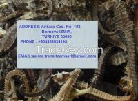 Dried seahorse( Length > 10cm)